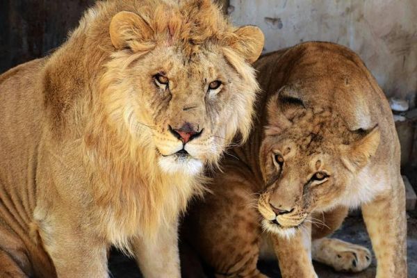 孕妇梦见狮子是什么意思_孕妇梦见狮子生男生女-第2张图片-星辰妙记 孕妇梦见狮子是什么意思_孕妇梦见狮子生男生女-第2张图片-星辰妙记