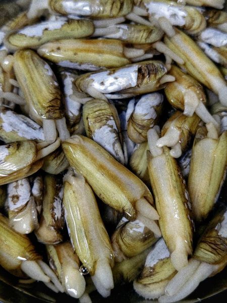 孕妇梦见蛏子是什么意思_孕妇梦见蛏子是生男生女-第1张图片-星辰妙记