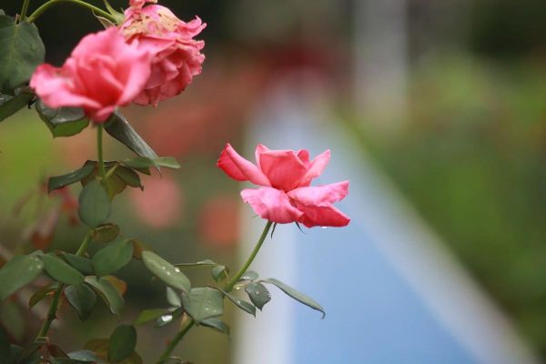 镜头柔光性是什么_如何提升柔光效果-第2张图片-星辰妙记