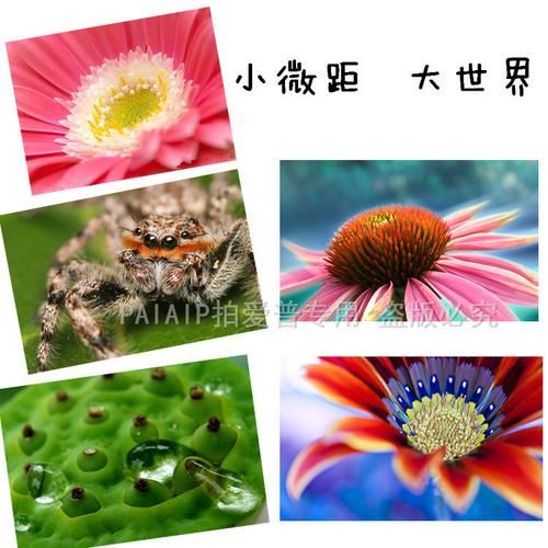 微距镜头怎么拍_微距镜头虚化背景技巧-第3张图片-星辰妙记