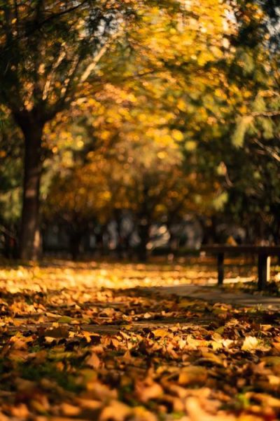 2470镜头适合拍什么_2470镜头画质怎么样-第3张图片-星辰妙记