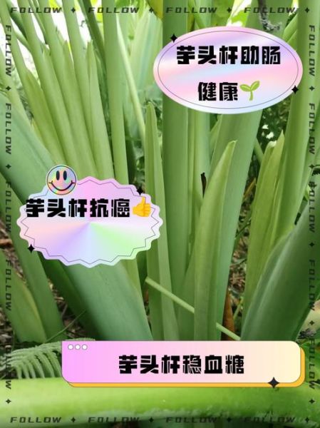 孕妇能吃芋头杆吗_芋头杆对孕妇安全吗-第2张图片-星辰妙记