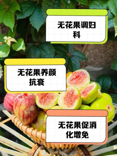 孕妇可以吃无花果吗_无花果对孕妇的好处-第1张图片-星辰妙记 孕妇可以吃无花果吗_无花果对孕妇的好处-第1张图片-星辰妙记