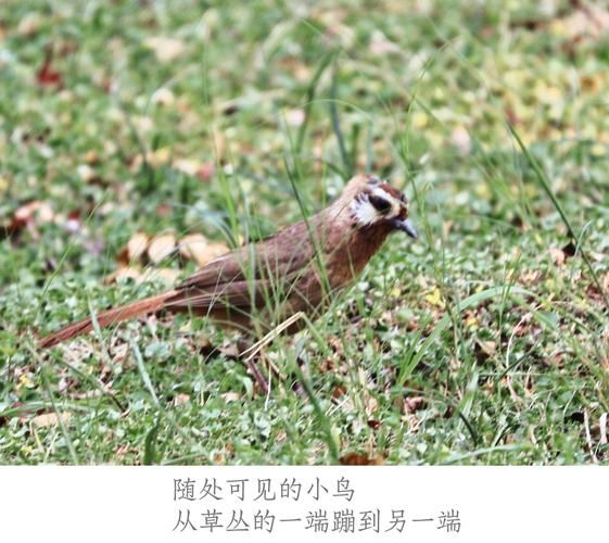 佳能长焦镜头推荐_佳能长焦镜头价格-第2张图片-星辰妙记