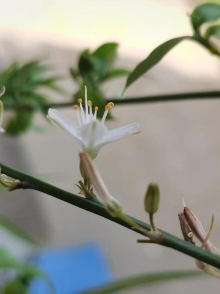 微距镜头怎么选_最佳微距镜头推荐-第2张图片-星辰妙记