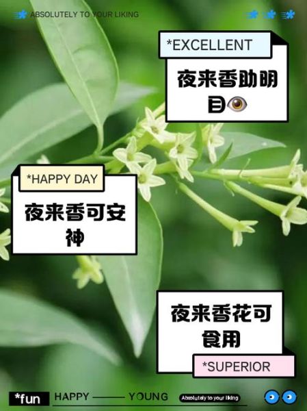 夜香花孕妇可以吃吗_夜香花对孕妇的影响-第1张图片-星辰妙记 夜香花孕妇可以吃吗_夜香花对孕妇的影响-第1张图片-星辰妙记