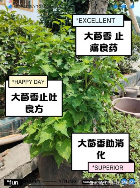孕妇可以吃茴香吗_孕期吃茴香籽安全吗-第3张图片-星辰妙记
