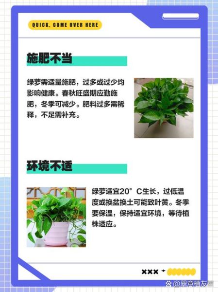 绿萝怎么养才能更旺盛_绿萝叶子发黄怎么办-第2张图片-星辰妙记 绿萝怎么养才能更旺盛_绿萝叶子发黄怎么办-第2张图片-星辰妙记