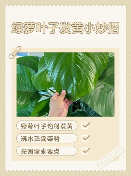 绿萝怎么养才能更旺盛_绿萝叶子发黄怎么办-第1张图片-星辰妙记 绿萝怎么养才能更旺盛_绿萝叶子发黄怎么办-第1张图片-星辰妙记