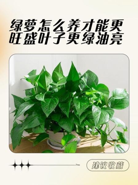 绿萝怎么养才能更旺盛_绿萝叶子发黄怎么办-第3张图片-星辰妙记 绿萝怎么养才能更旺盛_绿萝叶子发黄怎么办-第3张图片-星辰妙记