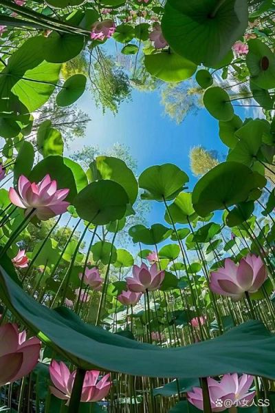 1755镜头适合拍什么_1755镜头画质怎么样-第2张图片-星辰妙记