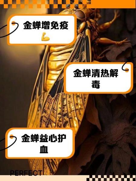 孕妇可以吃知了_知了营养价值及风险-第2张图片-星辰妙记