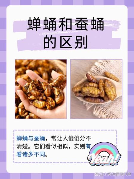 孕妇可以吃知了_知了营养价值及风险-第3张图片-星辰妙记