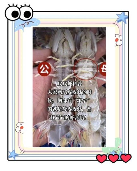 孕妇能吃皮皮虾吗_皮皮虾对孕妇的影响-第3张图片-星辰妙记