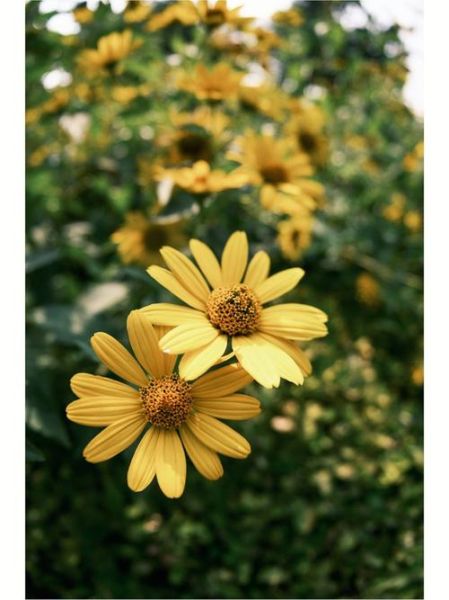 75-300镜头适合拍什么_如何拍出清晰远景-第3张图片-星辰妙记