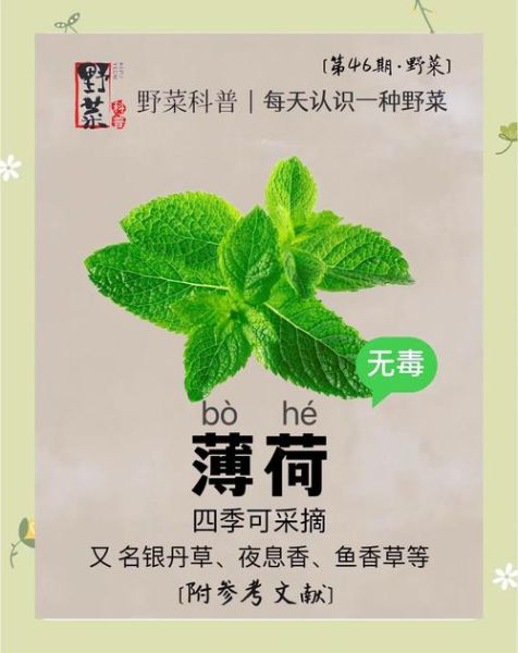 薄荷糖孕妇可以吃吗_孕期吃薄荷糖安全吗-第1张图片-星辰妙记