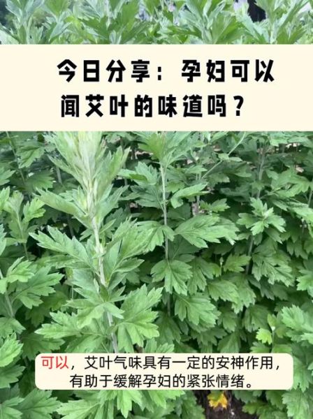 孕妇可以闻艾的味道吗_孕妇闻艾草味对胎儿有影响吗-第1张图片-星辰妙记 孕妇可以闻艾的味道吗_孕妇闻艾草味对胎儿有影响吗-第1张图片-星辰妙记