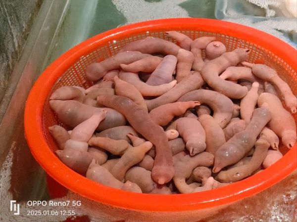 孕妇能吃海肠吗_海肠对孕妇的影响-第3张图片-星辰妙记