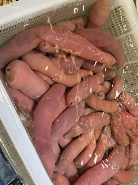 孕妇能吃海肠吗_海肠对孕妇的影响-第1张图片-星辰妙记