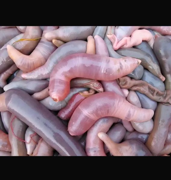 孕妇能吃海肠吗_海肠对孕妇的影响-第2张图片-星辰妙记