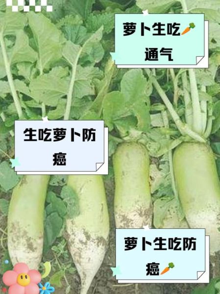 孕妇能吃生萝卜吗_生萝卜对胎儿有影响吗-第1张图片-星辰妙记