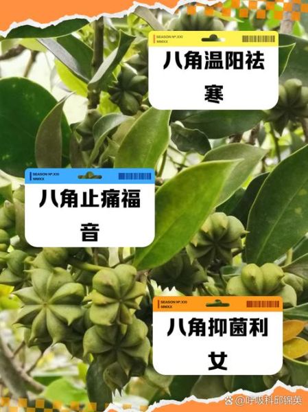 孕妇为什么不能吃八角_八角对孕妇的影响-第1张图片-星辰妙记