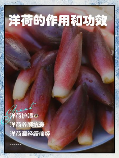 孕妇可以吃洋荷吗_洋荷孕期食用注意事项-第1张图片-星辰妙记