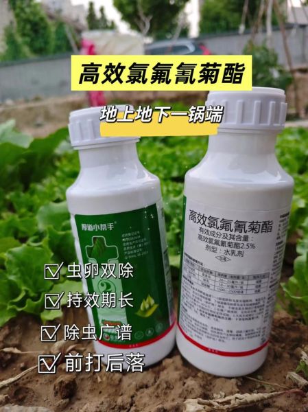 孕妇吃了刚喷农药的菜怎么办_对胎儿有影响吗-第2张图片-星辰妙记