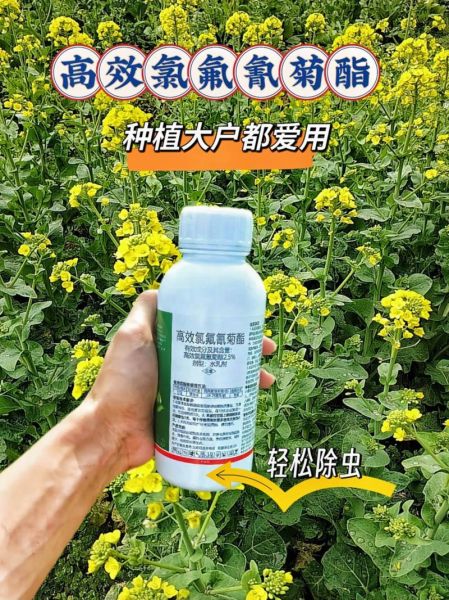 孕妇吃了刚喷农药的菜怎么办_对胎儿有影响吗-第1张图片-星辰妙记