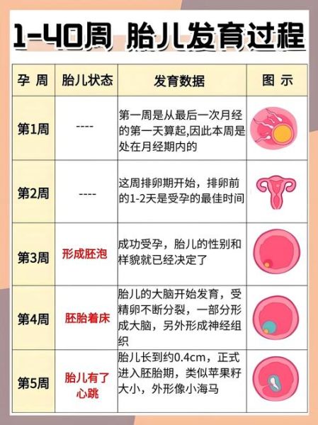 孕妇一共多少周_怀孕周期怎么算-第1张图片-星辰妙记