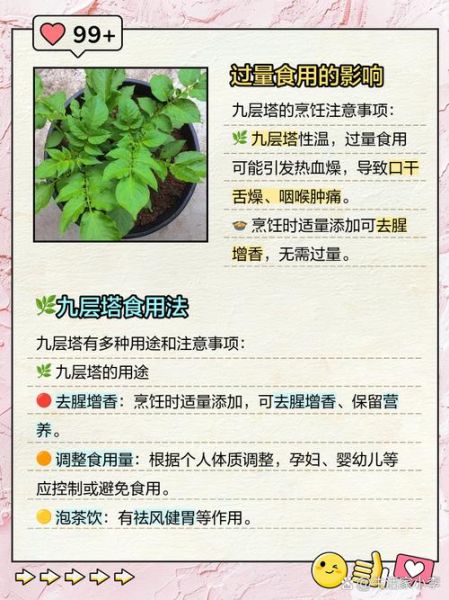 九层塔孕妇可以吃吗_孕期吃九层塔安全吗-第1张图片-星辰妙记 九层塔孕妇可以吃吗_孕期吃九层塔安全吗-第1张图片-星辰妙记