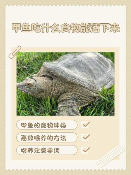 孕妇吃甲鱼对胎儿有影响吗_孕期能不能吃甲鱼-第2张图片-星辰妙记 孕妇吃甲鱼对胎儿有影响吗_孕期能不能吃甲鱼-第2张图片-星辰妙记