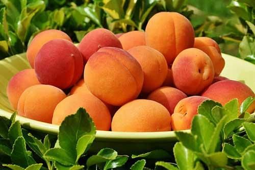 孕妇梦见大饼是什么意思_孕妇梦见大饼生男生女-第1张图片-星辰妙记 孕妇梦见大饼是什么意思_孕妇梦见大饼生男生女-第1张图片-星辰妙记