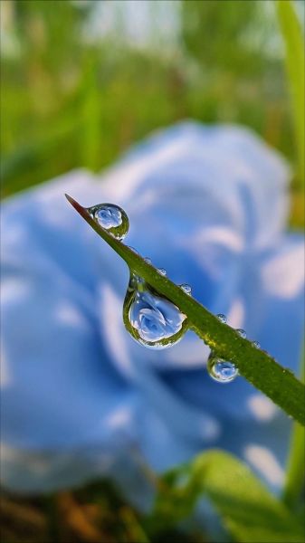 微距镜头推荐_微距镜头怎么选-第2张图片-星辰妙记