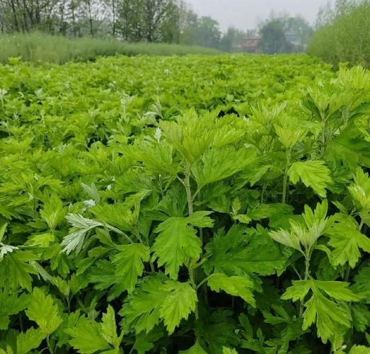 蕲艾孕妇能用吗_孕妇用蕲艾安全吗-第1张图片-星辰妙记 蕲艾孕妇能用吗_孕妇用蕲艾安全吗-第1张图片-星辰妙记