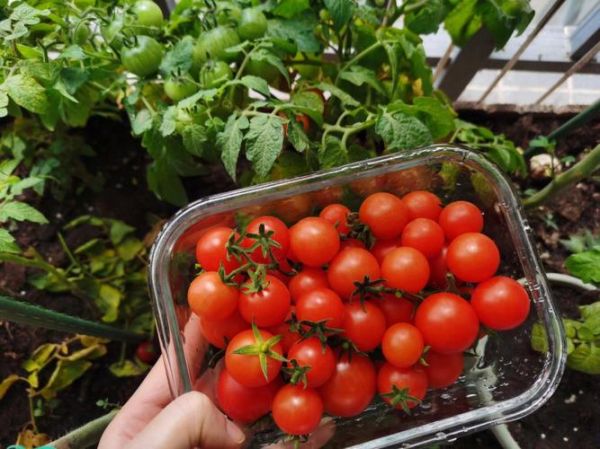 孕妇梦见摘番茄是男孩吗_胎梦解析-第3张图片-星辰妙记 孕妇梦见摘番茄是男孩吗_胎梦解析-第3张图片-星辰妙记