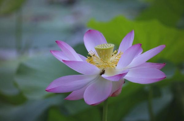 佳能大眼睛镜头怎么样_适合拍什么题材-第1张图片-星辰妙记 佳能大眼睛镜头怎么样_适合拍什么题材-第1张图片-星辰妙记