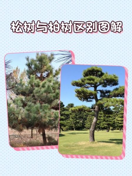 大树和小树的区别是什么_如何养护小树才能长成参天大树-第1张图片-星辰妙记 大树和小树的区别是什么_如何养护小树才能长成参天大树-第1张图片-星辰妙记