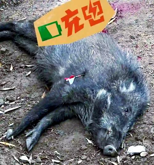 孕妇可以吃野猪肉吗_野猪肉安全吗-第1张图片-星辰妙记