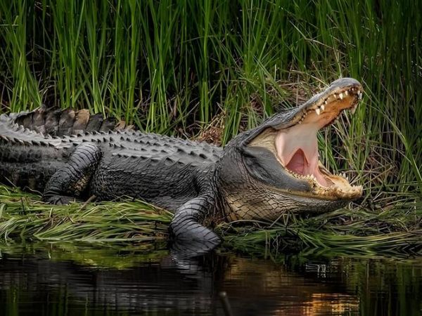 孕妇梦见鳄鱼是什么意思_孕妇梦见鳄鱼生男生女-第3张图片-星辰妙记