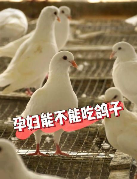 孕妇能吃鸽子吗_孕妇吃鸽子注意事项-第1张图片-星辰妙记
