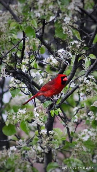 佳能75-300镜头怎么样_适合拍什么题材-第2张图片-星辰妙记 佳能75-300镜头怎么样_适合拍什么题材-第2张图片-星辰妙记