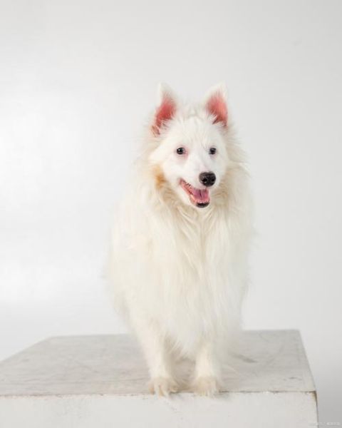 孕妇梦到狗是什么意思_孕妇梦见狗是生男生女-第2张图片-星辰妙记 孕妇梦到狗是什么意思_孕妇梦见狗是生男生女-第2张图片-星辰妙记