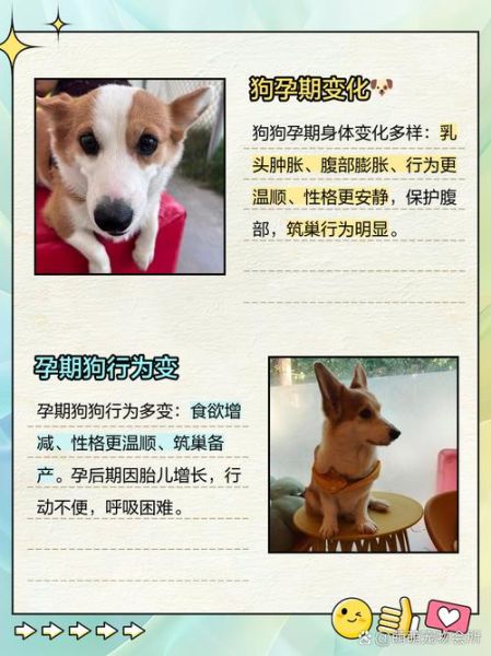 孕妇梦到狗是什么意思_孕妇梦见狗是生男生女-第3张图片-星辰妙记 孕妇梦到狗是什么意思_孕妇梦见狗是生男生女-第3张图片-星辰妙记