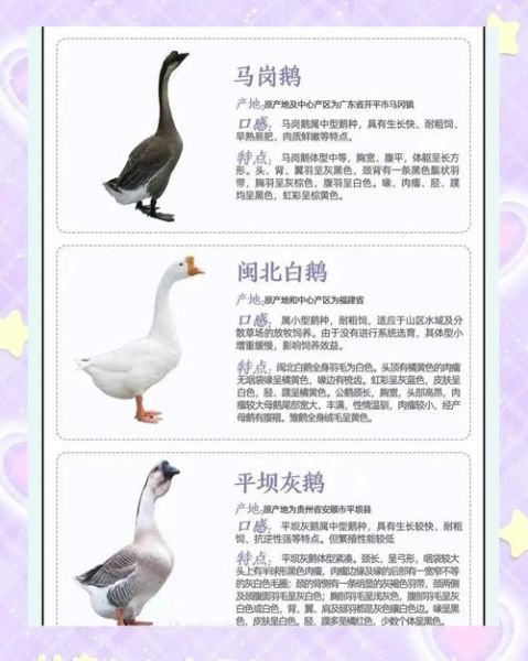 孕妇可以吃鹅吗_孕期吃鹅肉安全吗-第3张图片-星辰妙记