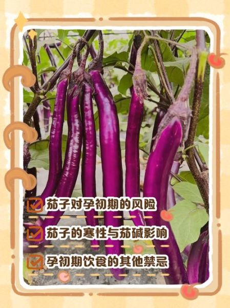 孕妇吃茄子对胎儿好吗_孕期茄子禁忌-第2张图片-星辰妙记