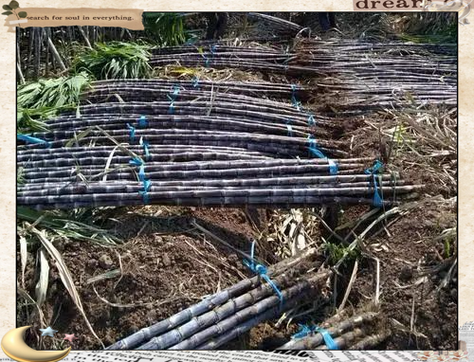 孕妇梦见甘蔗是男是女_周公解梦可信吗-第2张图片-星辰妙记