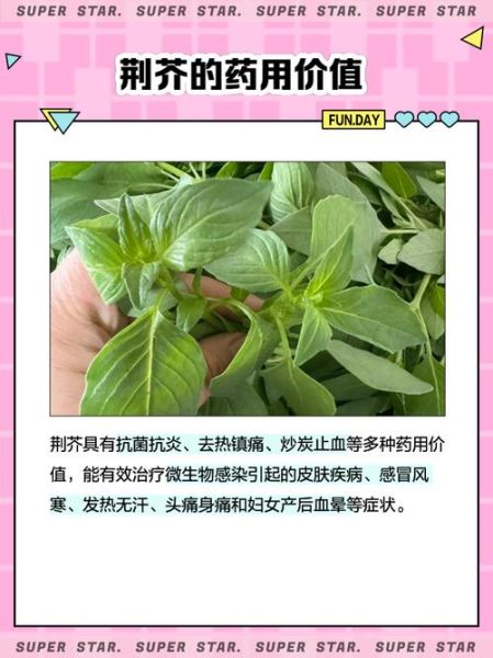 孕妇能吃荆芥吗_荆芥对孕妇的影响-第1张图片-星辰妙记 孕妇能吃荆芥吗_荆芥对孕妇的影响-第1张图片-星辰妙记