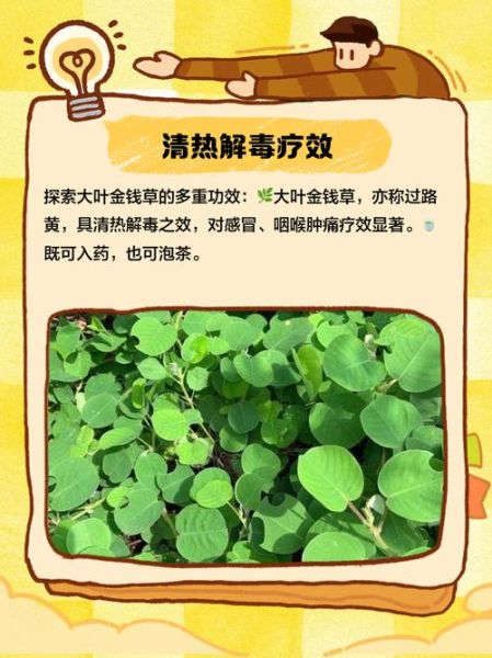 金钱草孕妇可以吃吗_金钱草对孕妇安全吗-第2张图片-星辰妙记 金钱草孕妇可以吃吗_金钱草对孕妇安全吗-第2张图片-星辰妙记