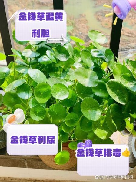 金钱草孕妇可以吃吗_金钱草对孕妇安全吗-第3张图片-星辰妙记 金钱草孕妇可以吃吗_金钱草对孕妇安全吗-第3张图片-星辰妙记